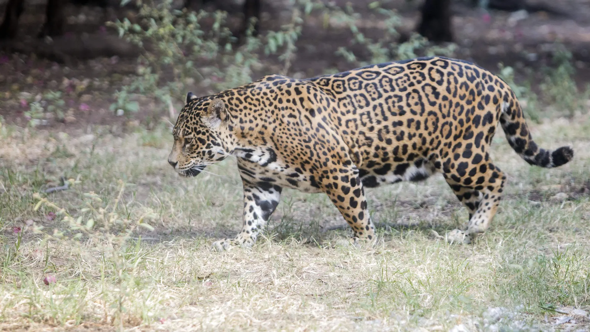 JAGUAR_AJO (1)